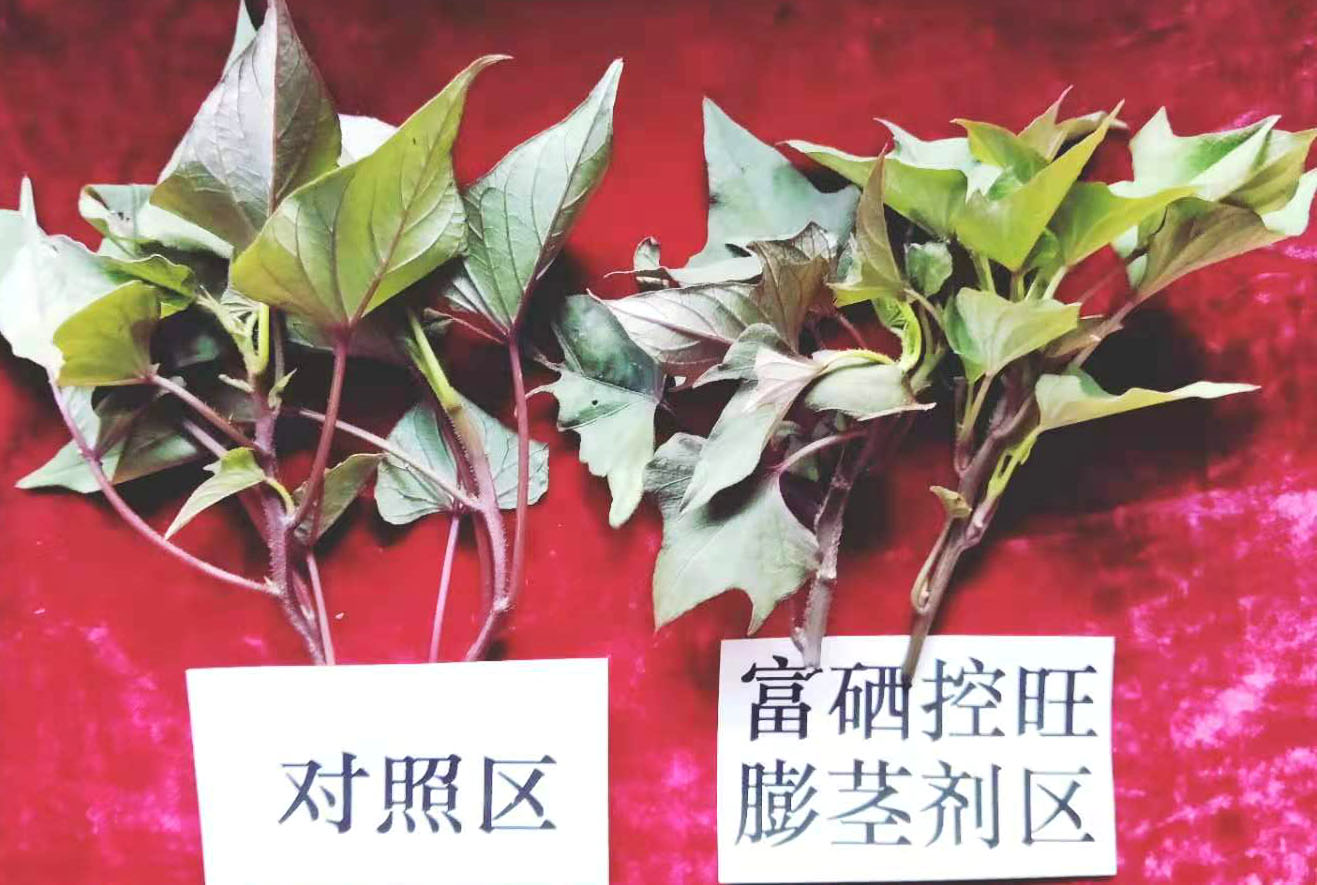富硒产品研究所,农产品富硒技术,富硒农业,富硒农业肥料 富硒产品研究所,农产品富硒技术,富硒农业,富硒农业肥料