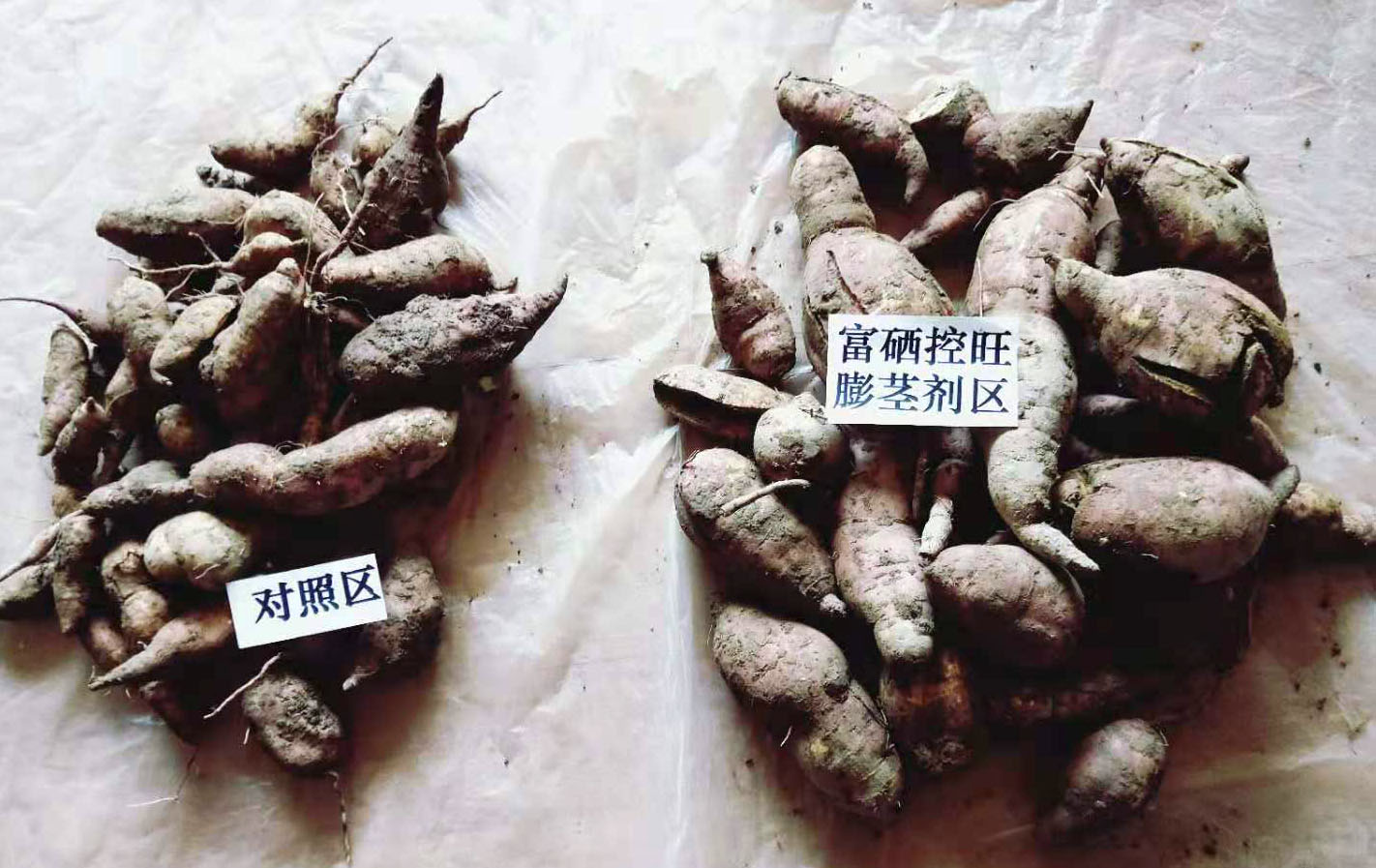富硒产品研究所,农产品富硒技术,富硒农业,富硒农业肥料 富硒产品研究所,农产品富硒技术,富硒农业,富硒农业肥料