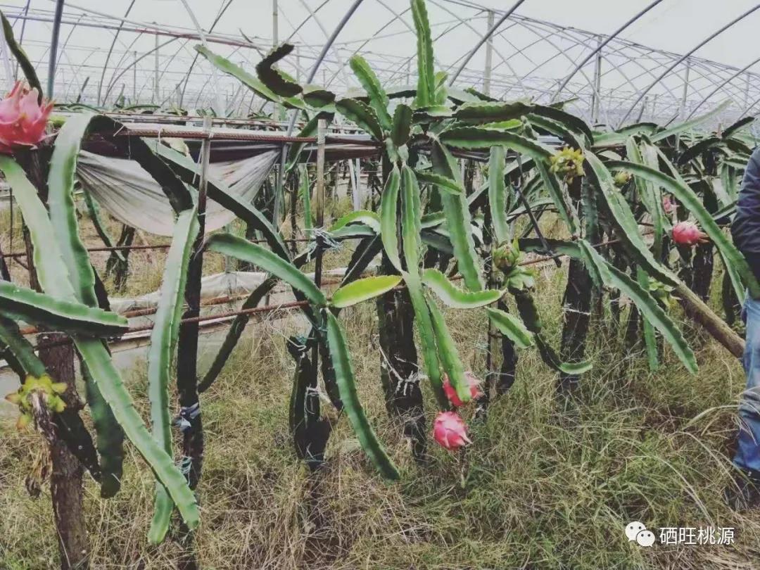 富硒产品研究所,农产品富硒技术,富硒农业,富硒农业肥料