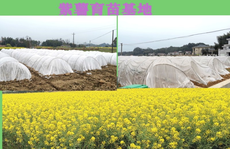 富硒产品研究所,农产品富硒技术,富硒农业,富硒农业肥料